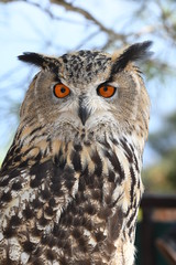Portrait of an Eurasian eagle-owl
