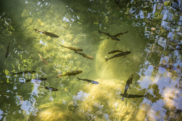 Forellen in glasklarem, naturbelassenem Gebirgsbach