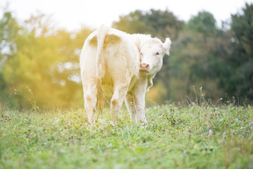 Obraz premium Kuh- und Augenweide