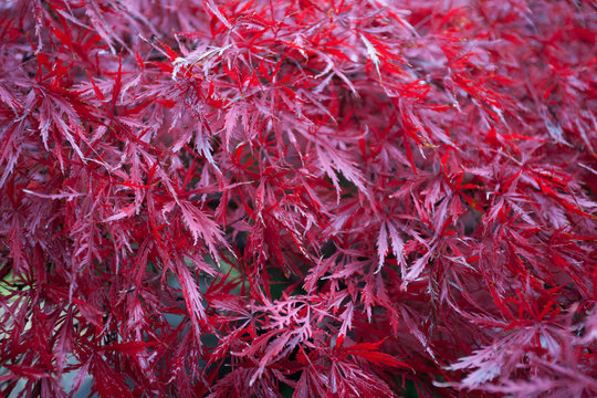 Leaves of Red Maple tree