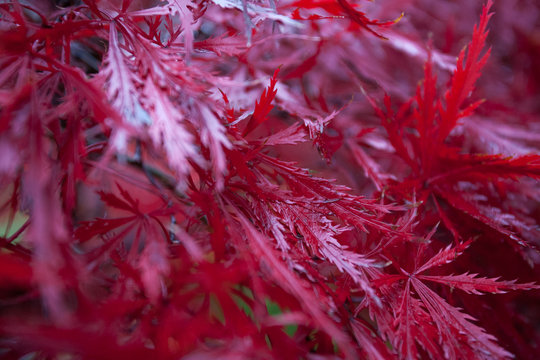 Leaves of Red Maple tree
