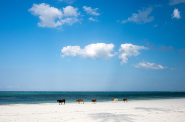 Fototapeta na wymiar The coast of the Indian Ocean. Cows on the beach.