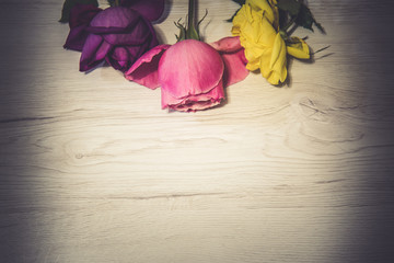 Colorful rose flowers on a vintage white wooden background