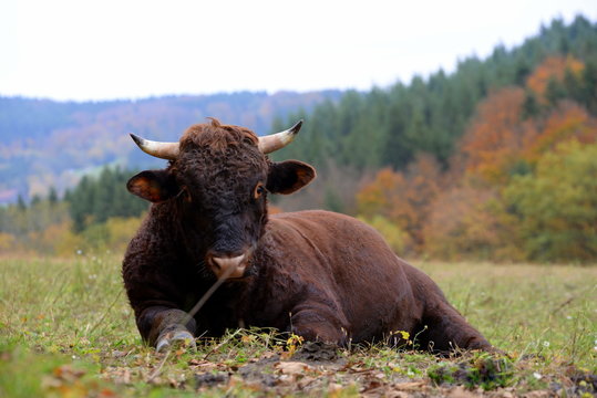 the boss, huge brown bull lying in the gras