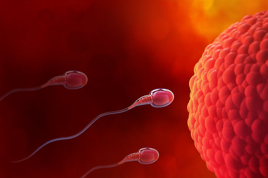 Spermatozoa, Egg, Ovule, natural fertilization. 3d illustration on a medical theme