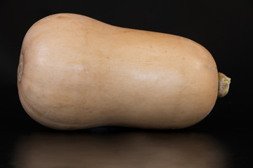 Butternut squash isolated on a black background