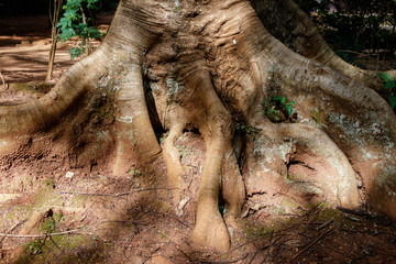Ficus macrophylla, commonly known as the Moreton Bay fig or Australian banyan, is a large evergreen banyan tree of the family Moraceae that is a native of most of the eastern coast of Australia © Dennis Wegewijs