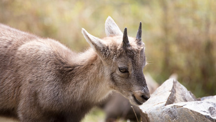 cute ibex canada