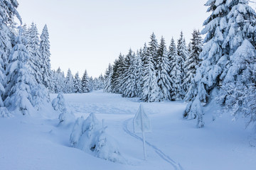 Fototapeta na wymiar The tips of trees on a mountain covered with snow. Winter landscape with conifers coated with snow.