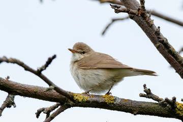 Blyth's Reed Warbler (Acrocephalus dumetorum).