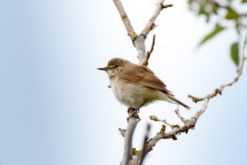 Blyth's Reed Warbler (Acrocephalus dumetorum).