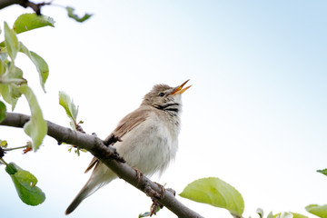 Blyth's Reed Warbler (Acrocephalus dumetorum).