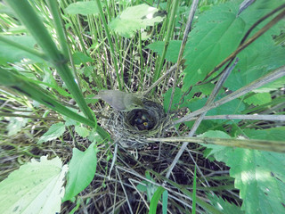 Acrocephalus dumetorum. The nest of the Blyth's Reed Warbler in nature.