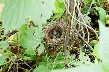 Acrocephalus dumetorum. The nest of the Blyth's Reed Warbler in nature.