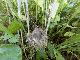 Acrocephalus dumetorum. The nest of the Blyth's Reed Warbler in nature.