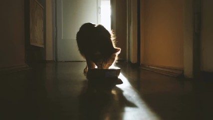 red cat eats from a bowl, the cat comes out of the sun room and goes to the food bowl on the sun track