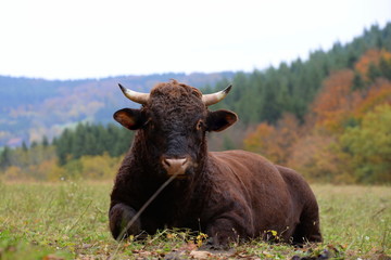 entspannt, brauner Stier liegt entspannt auf der herbstlichen Weide