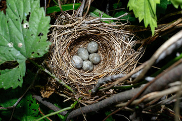 Acrocephalus dumetorum. The nest of the Blyth's Reed Warbler in nature.
