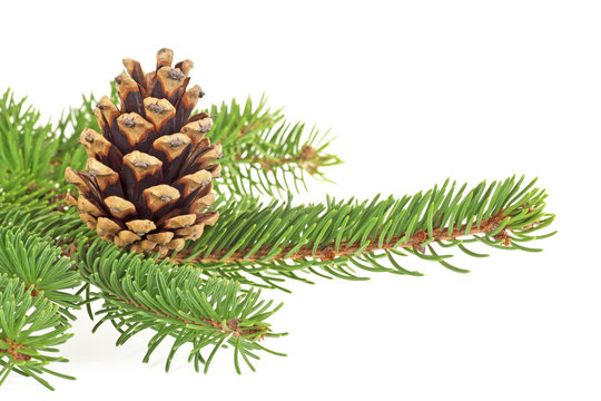 Spruce branches and pine cone over white background