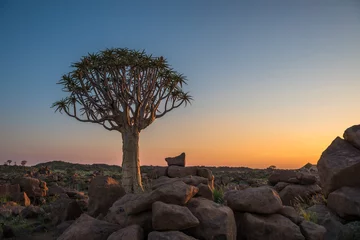 Fotobehang The quiver tree, or aloe dichotoma, Keetmanshoop, Namibia © javarman