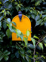 Yellow Mailbox