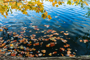 Fototapeta na wymiar Fall Leaves Floating In A Lake