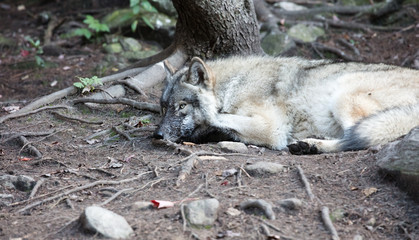 Wolf canada