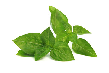 Feuiiles de basilic