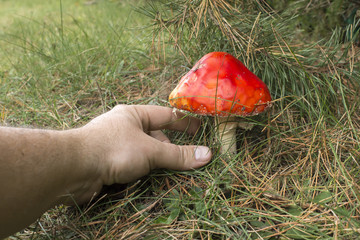 Dłoń mężczyzny sięga aby zerwać grzyba muchomora. © Tomasz