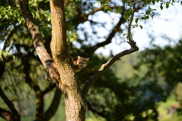 don`t touch me, small tiger cat in a tree looking very angry