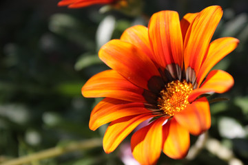 Close up of flower daisy with orange petals and blurry background