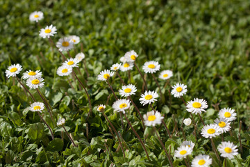 Daisy flowers close-up with white petals, against a blurry background of green grass blades.
