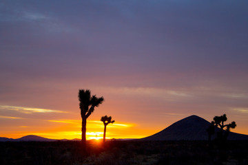 Desert Sunset