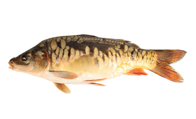 mirror carp on white background