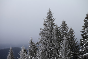Frozen winter forest and sky in fog