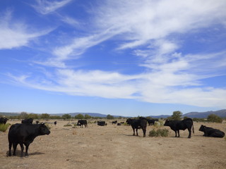 Fototapeta na wymiar Toros en campo de Salamanca ( Castilla y León, España)