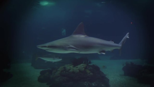 Shark Swimming Close. Big shark swims close to camera in the bottom of sea