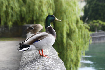 Wildente auf Mauer genießt den Ausblick auf den Bodensee
