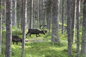 Rennes dans la forêt