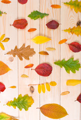Obraz premium yellow, red, green fallen autumn leaves on a light wooden background