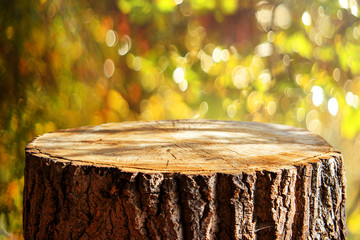 Empty tree trunk for display montags