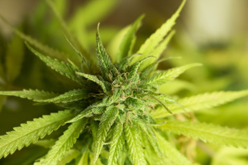 Marijuana plant frontal - Marihuana cogollo de punta