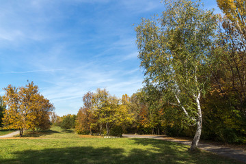 Fototapeta na wymiar Autumn landscape with Yellow trees in South Park in city of Sofia, Bulgaria