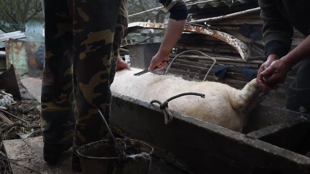 Men clean the slaughtered pig from hair, the process of freshening, preparation for New Year`s and Christmas holidays in the village, Western Ukraine