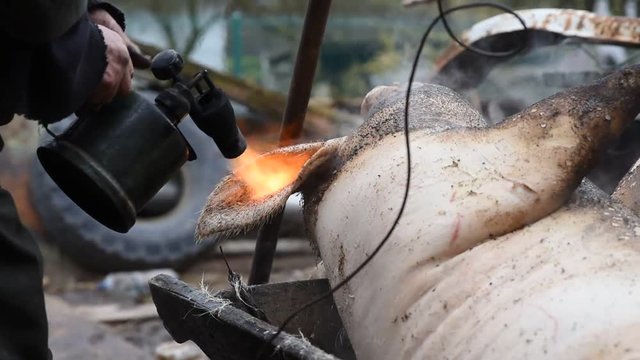 A man cleans a slaughtered pig of hair with a soldering lamp, preparing for a freshening, preparation for New Year`s and Christmas holidays in the village, Western Ukraine