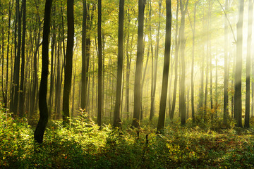 Morning in the forest