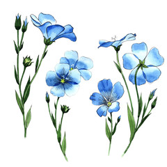 Wildflower flax in a watercolor style isolated. Full name of the plant: flax . Aquarelle wild flower for background, texture, wrapper pattern, frame or border.