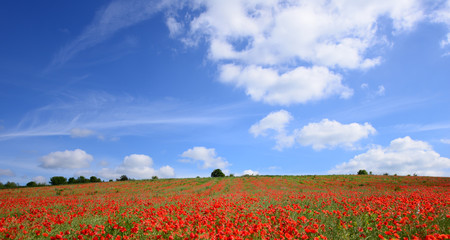 Naklejka na ściany i meble Summer landscape with poppy fields