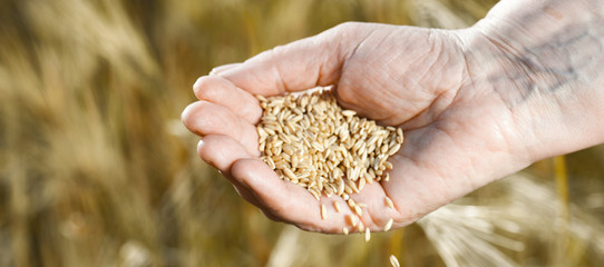 Panorama of harvest time and golden hour. Wheat grains falling from old woman hand in the wheat...