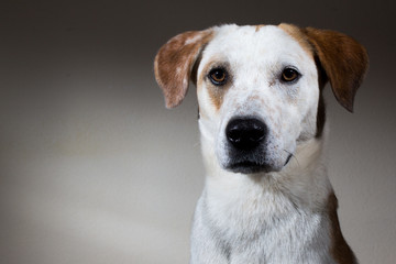 Portrait of an adorable mixed breed dog - studio shot